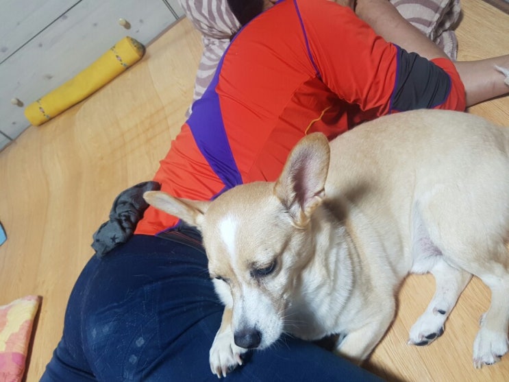 로또는 머리 방울방울