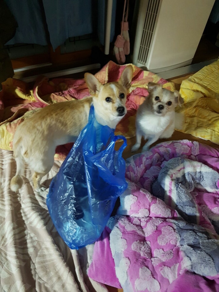 로또 토토 현행범 체포