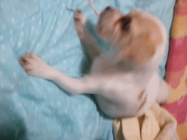 심심할땐 껌이 쵝오