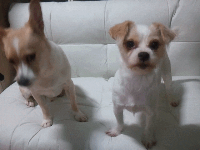 소파베드를 만난 아이들 