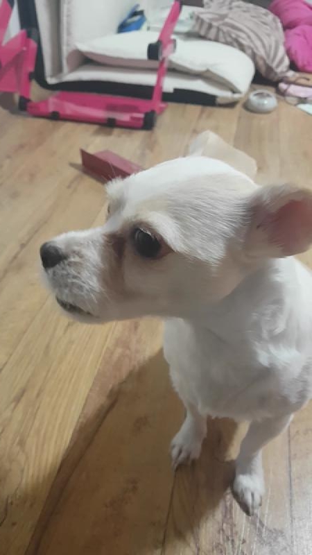 토토와 엄마의 하울링