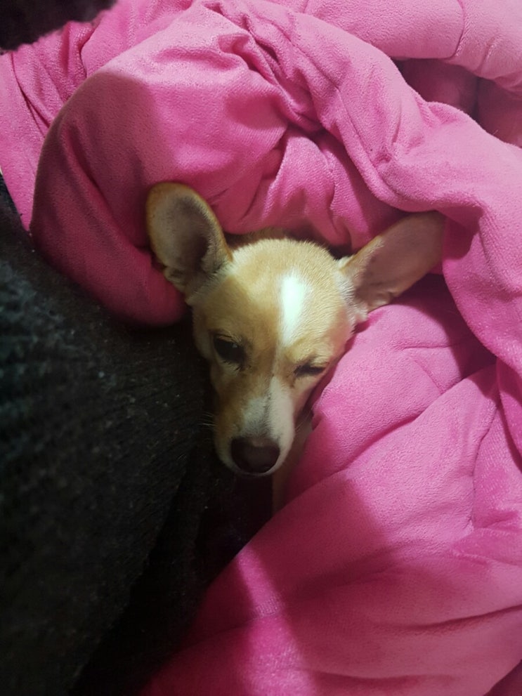 심쿵 어리광 애견 밀당남 로또