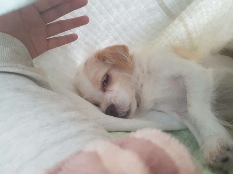 편안하고 사랑스럽고 그래