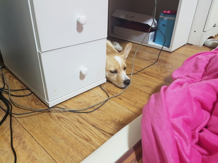 코 뽀뽀 유발자