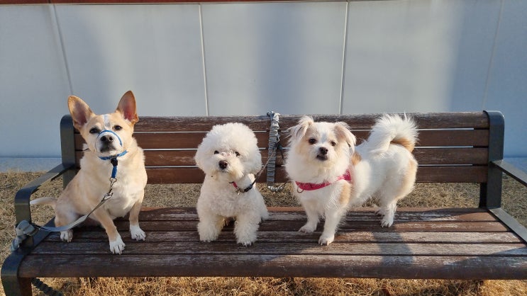 볕 좋은 날 산책이 그리운 천둥 치는 오늘, 겁쟁이 견님들과 함께