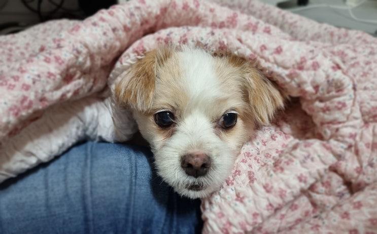 우리 집 서열 1위 왕녀 '토토' 프로필