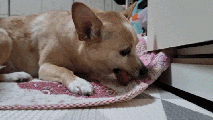 [몰리스 오리랩츄 리뷰] 견님들이 두 손으로 꼭 잡고 꼭꼭 씹어드신다는 전설의 개껌!